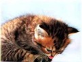http://www.elady.ro/photos/articole/aialergielapisicapozepisoiasi8796.jpg alergia la parul de pisica, alergii la par de animale