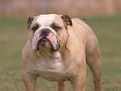 http://www.elady.ro/photos/articole/buldogulenglez.jpg despre english bulldog, despre buldogul englez