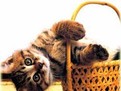 http://www.elady.ro/photos/articole/comportamentulpisicilorpozeanimalute789878.jpg Comportamentul pisicilor