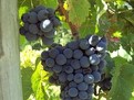 http://www.elady.ro/photos/articole/dietacustruguri282828fndfh.jpg Dieta cu struguri