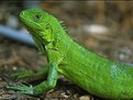 http://www.elady.ro/photos/articole/gdhhppyt5555228558.jpg ingrijirea iguanei, iguana, bolile unei iguane, alegerea iguanei