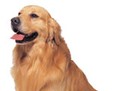 http://www.elady.ro/photos/articole/gestatialacaini.jpg gestatia la catei, catele gravide, gestante