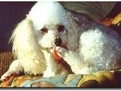 http://www.elady.ro/photos/articole/puricele.jpg CUM SA SCAP DE PURECI, ALUGAREA PURICILOR DIN CASA, ANIMALE DE COMPANIE FRA PURECI