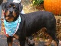 http://www.elady.ro/photos/articole/rottwww.jpg despre rottweiler. rottweileri