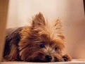 http://www.elady.ro/photos/articole/singuracasa8754elady.jpg unde sa las catelul cand plec