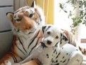 http://www.elady.ro/photos/articole/socializareacatelului.jpg socializarea catelusului, catel, dresaj catel