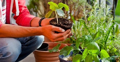 10 legume și fructe pe care le poți crește în balcon
