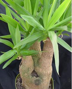 plante de apartament YUCCA