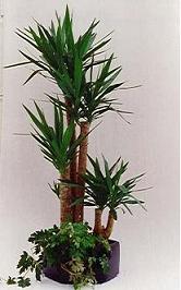 yucca, ingrijire yucca