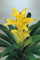 Cum se fertilizeaza Guzmania,Florile de Guzmania,Floarea Guzmania,Pozitionarea Guzmaniei