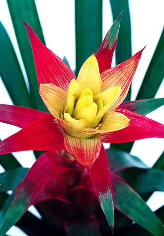 cum se ingrijeste guzmania minor, ingrijirea plantelor de apartament, flori de apartament, 