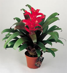Reproducere,Specii de Guzmania,specii de Guzmania,cat de des se uda Guzmania
