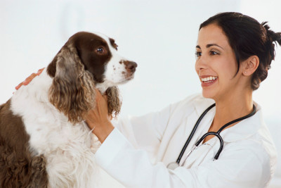cum alegem medicul veterinar, ce sa intrebi doctorul veterinar, alegerea veterinarului, cel mai bun veterinar, medicul veterinar potrivit, sfaturi pentru alegerea doctorului veterinar