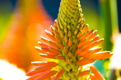 Aloe Ferox: Un mod natural de a trăi o viață mai sănătoasă