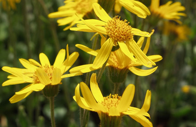 arnica, tratamente naturiste, tratamente naturale, plante medicinale, tratamente cu arnica, la ce este buna arnica, la ce ajuta arnica