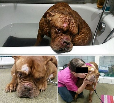 athenalaveterinar_400