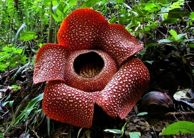 atractia_si_respingerea_la_plante_400
