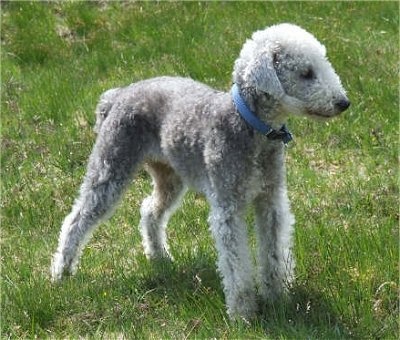 bedlington_terrier_400