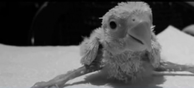 povestiri despre animalute