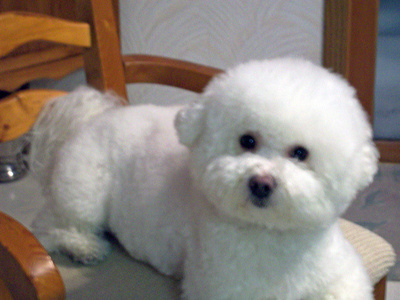 bichonfrise_400