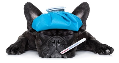 Boli de ficat la catei: metode de diagnosticare,Boli de ficat la catei, Analize standard de sange, Analiza pentru acidul biliar, proba de urina, boli hepatice, Concentratia amoniacului, Abdominocenteza si coagularea sangelui Biopsia ficatului, Diagnosticarea bolilor de ficat la caini