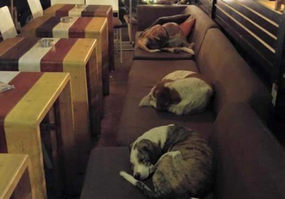 Cafeneaua cateilor fara stapan