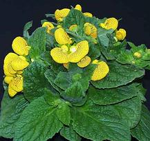 Cum se ingrijeste Calceolaria 