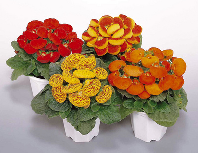 Calceolaria, Cum se uda Calceolaria, Specii si soiuri de Calceolaria, cum se ingrijieste Calceolaria 