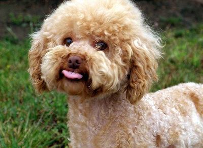 canichepudelpoodle_400