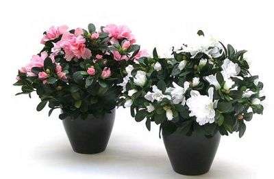 Cultivarea si stimularea infloririi azaleelor