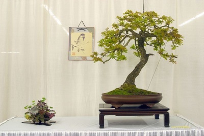 Cum sa iti creezi singura propriul bonsai