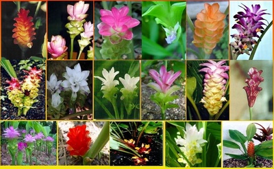 Curcuma: Cultivare, intretinere, imultire