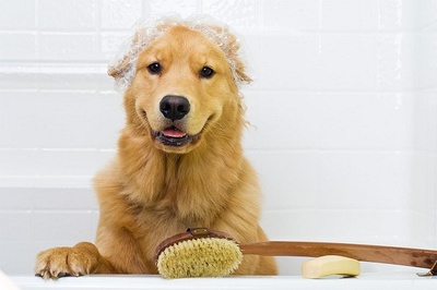 cosmetica canina, toaletare caine, baie catel, vidare glande perianale, taiat unghii, periaj zilnica caine, evitare naparlire, curatarea urechilor la caine