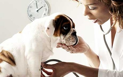 veterinar, probleme sanatate caini si pisici, bolile cainilor, bolile pisicilor, cand sa mergi la veterinar