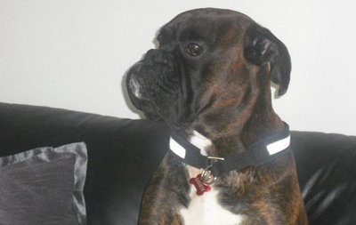 rasa boxer, caini boxer, catei boxer, ce trebuie sa manance un catel boxer, ce mananca un caine boxer
