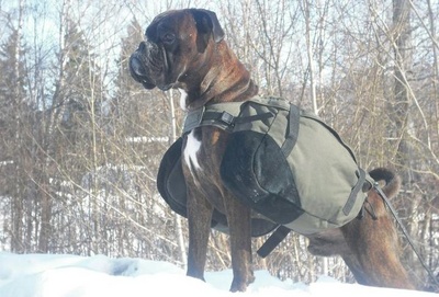 boxerul, rasa boxer german, cum se ingrijesc boxerasii, despre rasa boxer, caini boxer, despre boxerul german, ce culori de boxeri exista, boxeri tigrai, boxeri albi, boxeri rosii