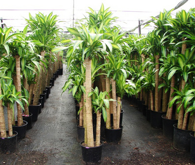 Dracaena