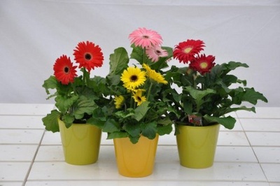 Gerbera: Cultivare si divizare