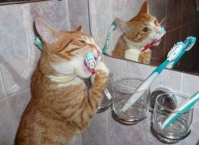 halena la catel, miros respiratie urat la catei, respiratie urita la caine, respiratie mirositoare la pisica