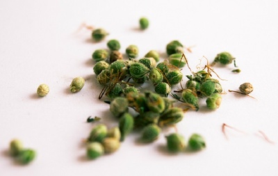 horticultura_botanica_400