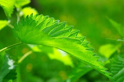 Ingrediente naturale care te ajuta in regenerarea parului