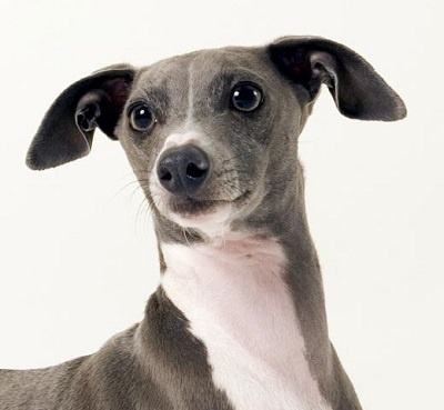 italian_greyhound_400