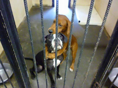 catei, adaposturi, animale de companie, salvare, pet rescue