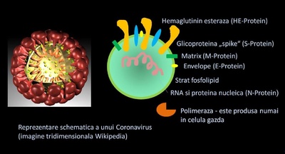 Noul Coronavirus 2019 nCoV: natural sau creat de oameni?