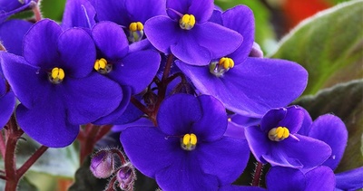 plante_acidofile_400