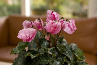plante_cu_flori_peste_iarna_400