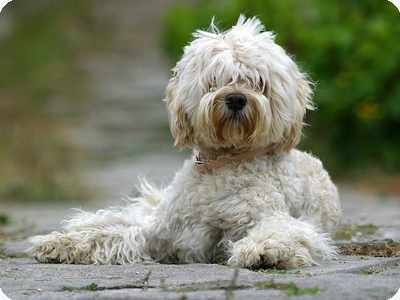 portuguesewaterdogcainele_de_apa_portughez_400