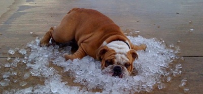 animalele de companie si canicula,cainii si canicula,pisicile si caldurile, temperaturi ridicate