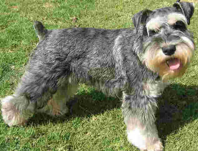 schnauzer_400