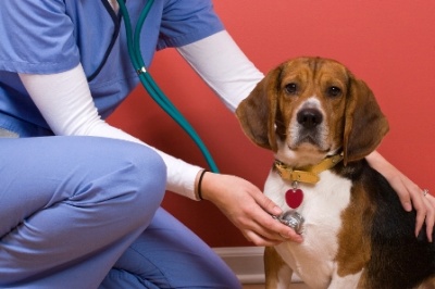 Bolile ficatului la caini si catei: Tratament si prognostic